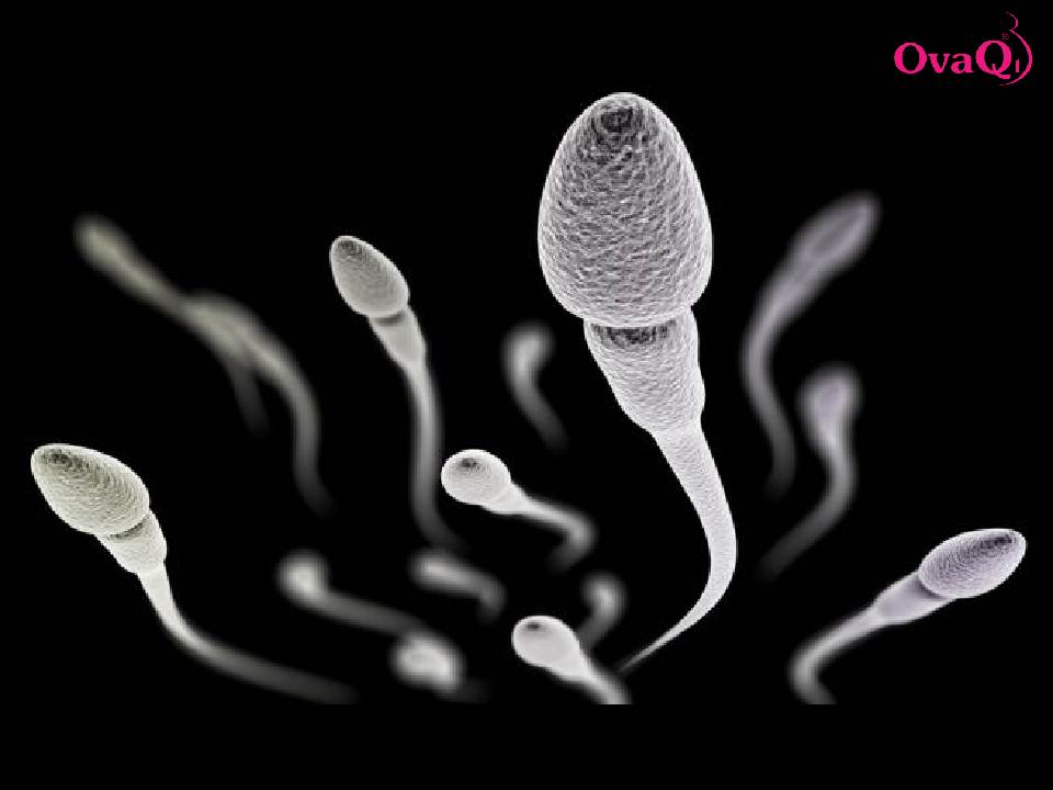 Tinh trùng khỏe mạnh mới có thể bơi vào tử cung và hợp tử với trứng