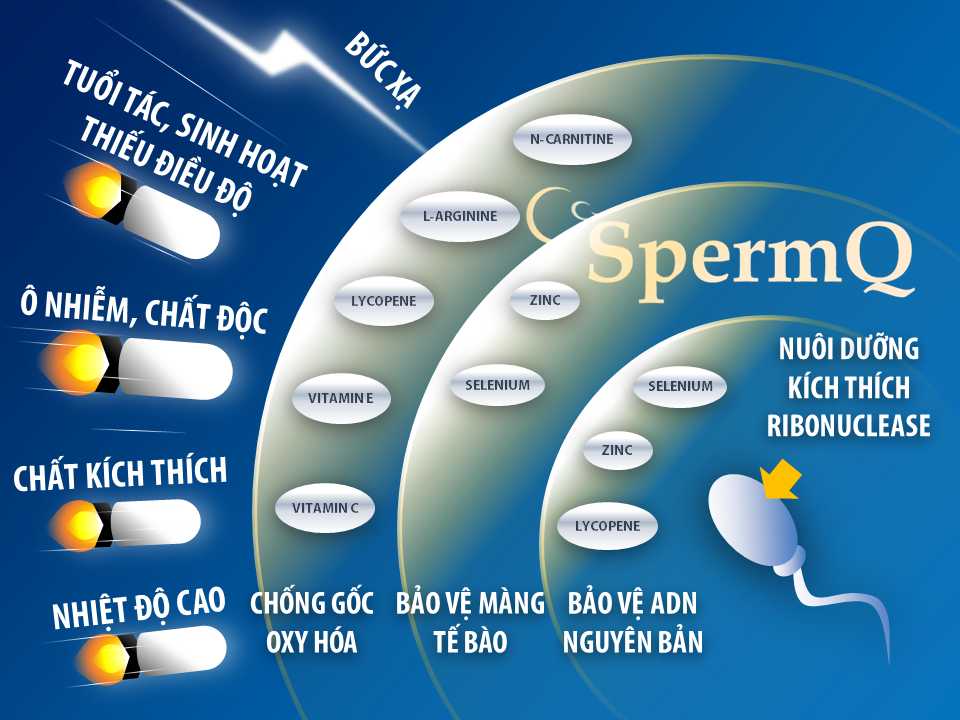 Thành phần và cơ chế của SpermQ